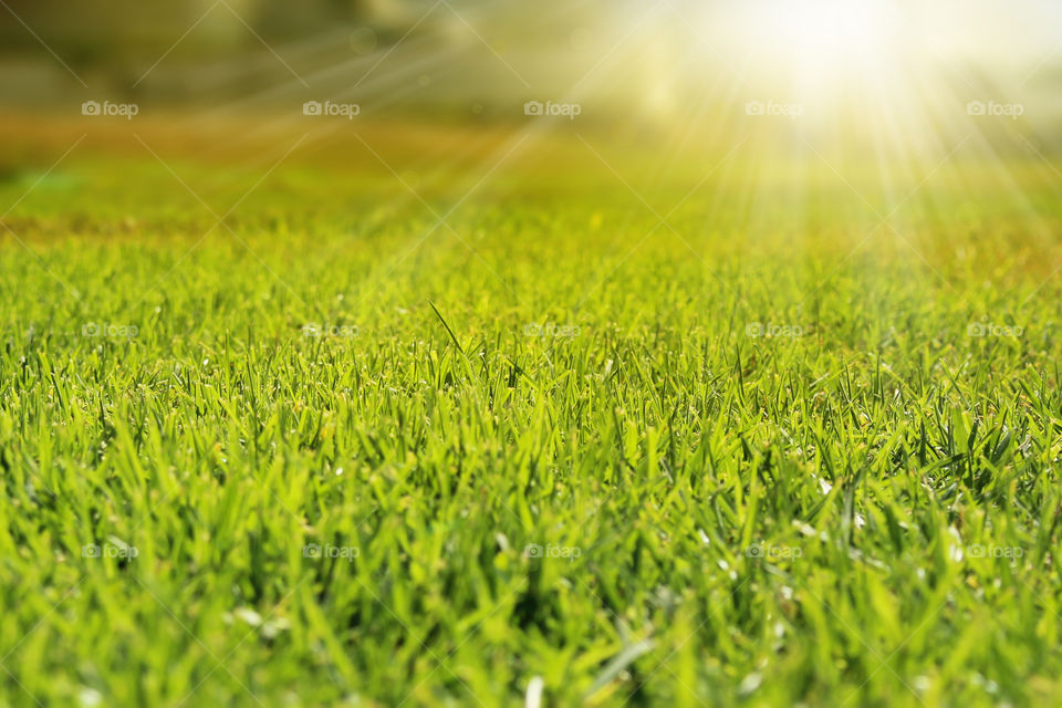 Fresh trimmed green grass in sunlight rays. Abstract foliage background in soft focus