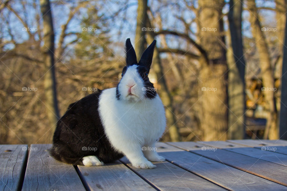 the bunny outdoors