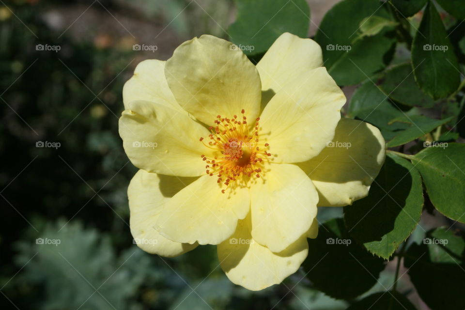 Close-up of yellow flower on plant