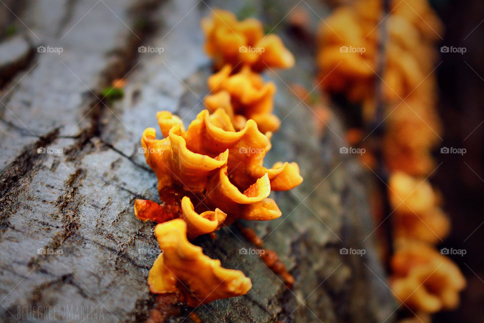 Orange fungus growing on a tree trunk
