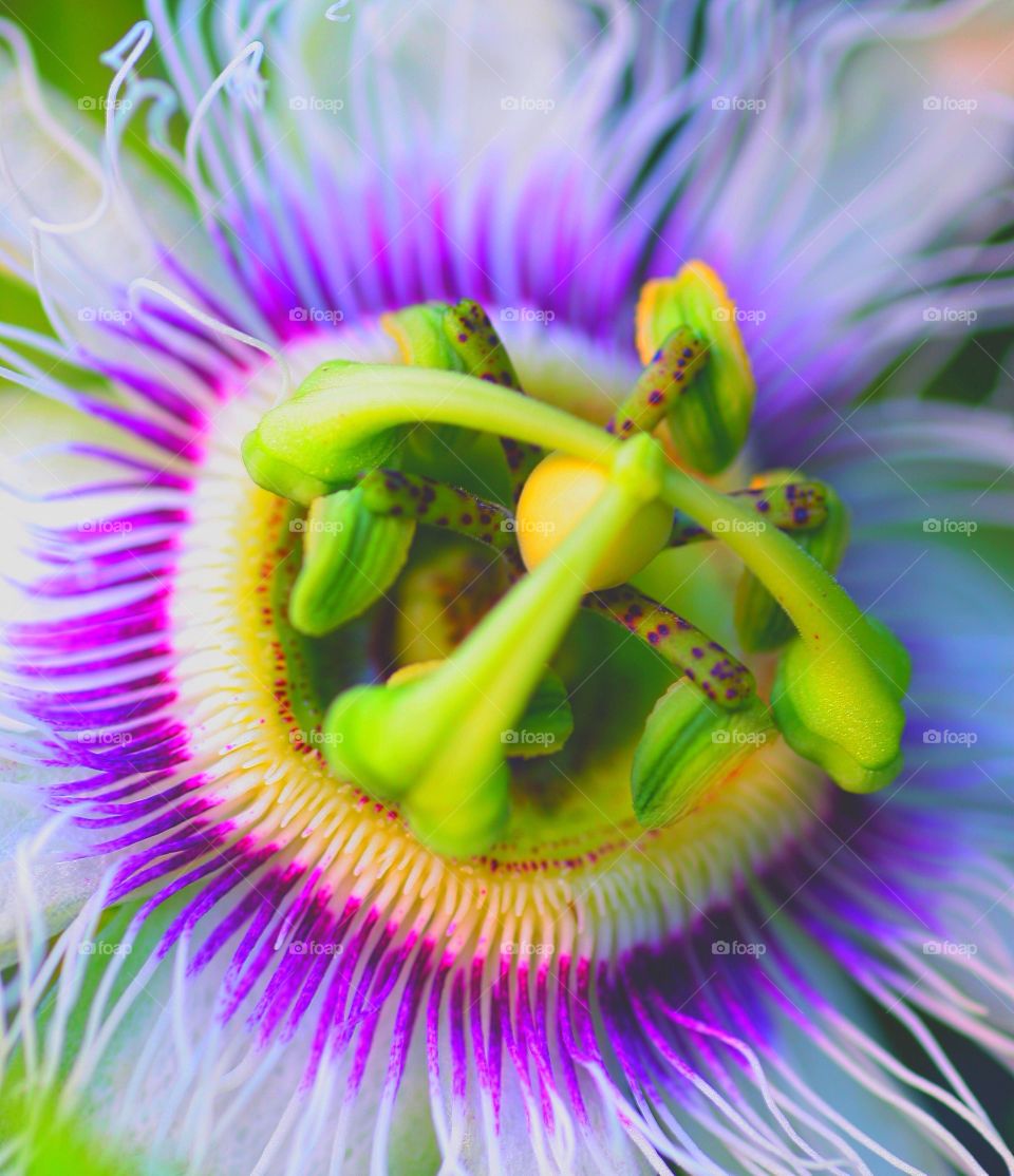 Passion fruit 