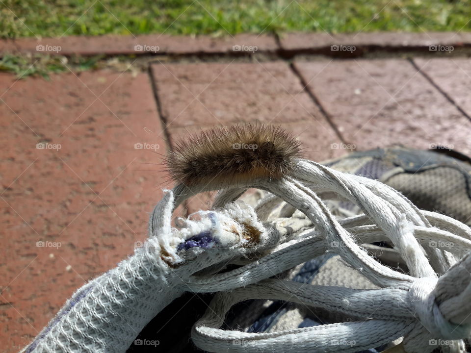Caterpillar on my husband's beloved shoes