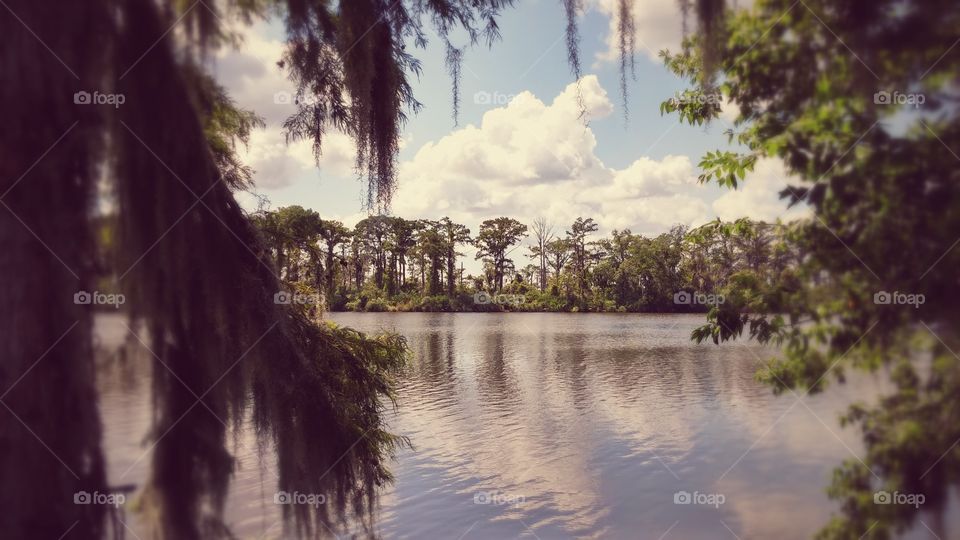 Tree, Landscape, Water, Nature, Reflection