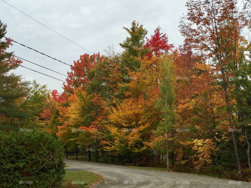 Fall, Leaf, Tree, Maple, Nature