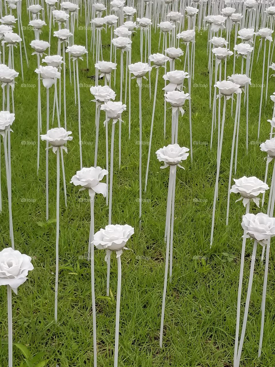 Paper Roses