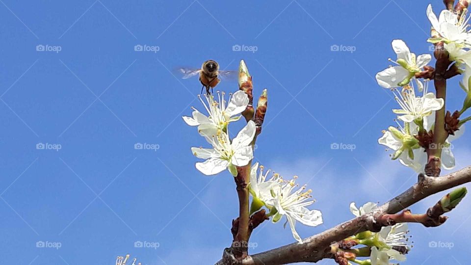 kirschblüte mit Biene