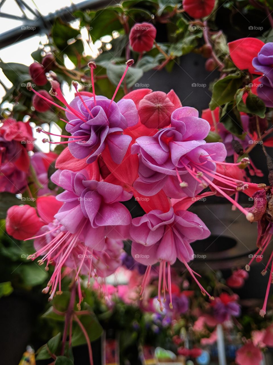 The beauty a flower can behold.