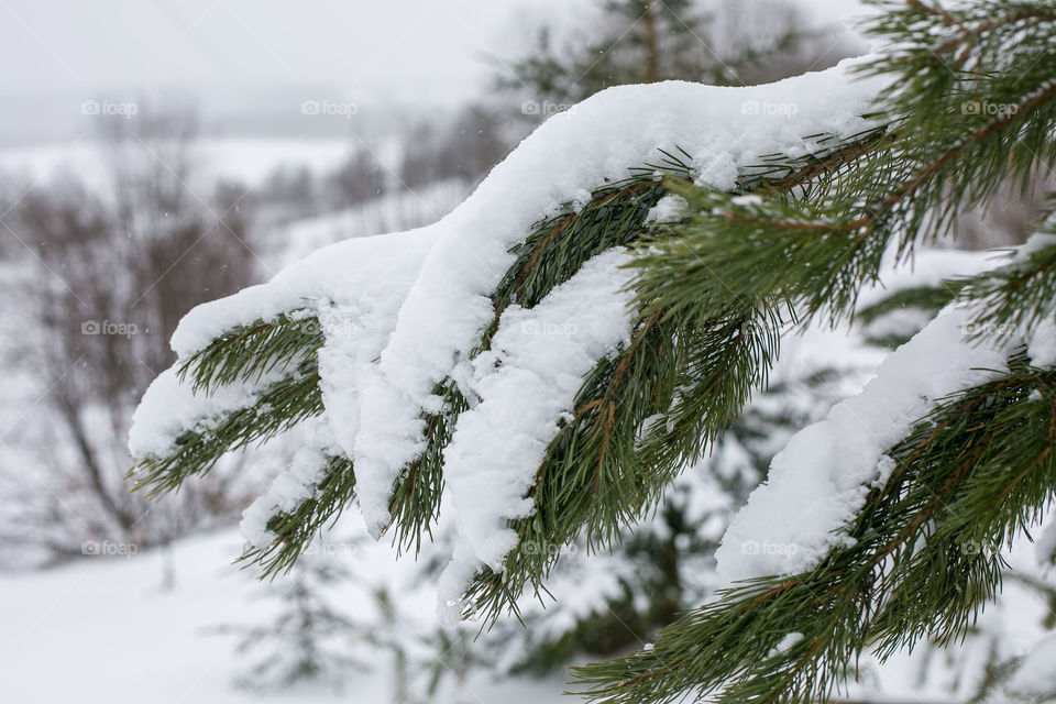 branches in the snow