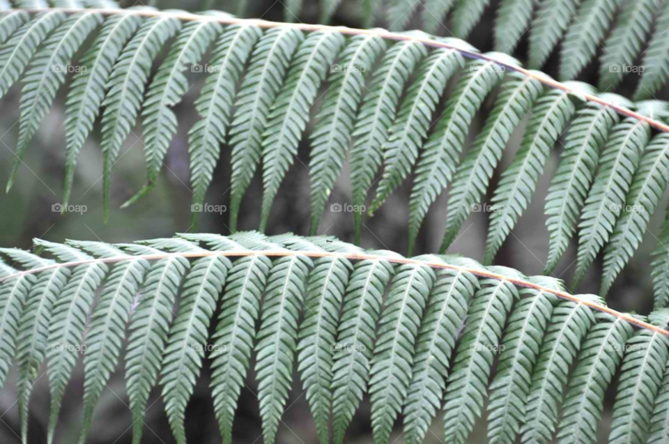 green plant fern new zealand by micheled312