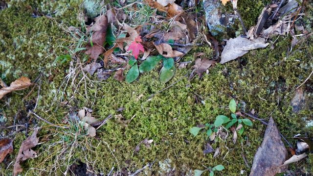Mossy