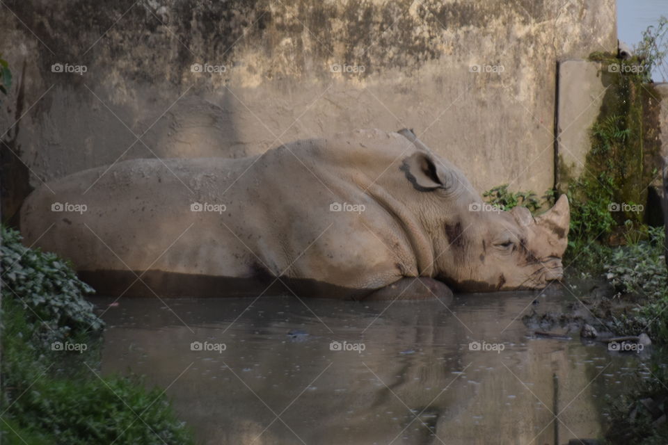Hippopotamus
The common hippopotamus, or hippo, is a large, mostly herbivorous, semiaquatic mammal native to sub-Saharan Africa. It is one of only two extant species in the family Hippopotamidae, the other being the pygmy hippopotamus. The name comes