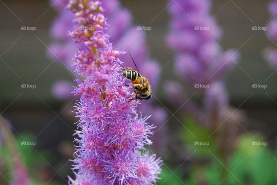 Bee in a pink planr