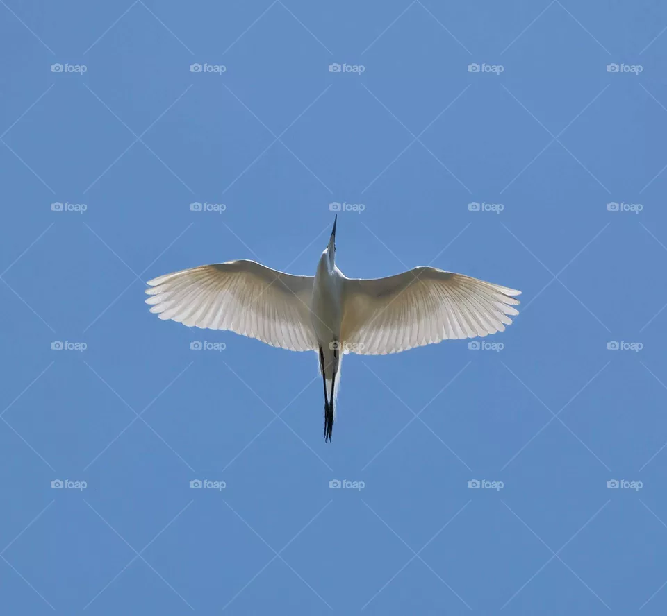 flying bird