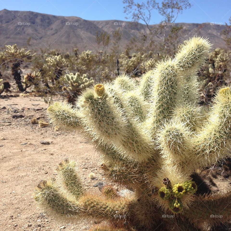 Cholla Cactus Closeup