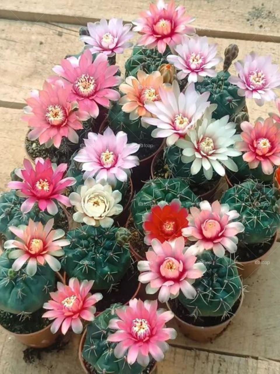 Give your cactus lighy and fresh air..