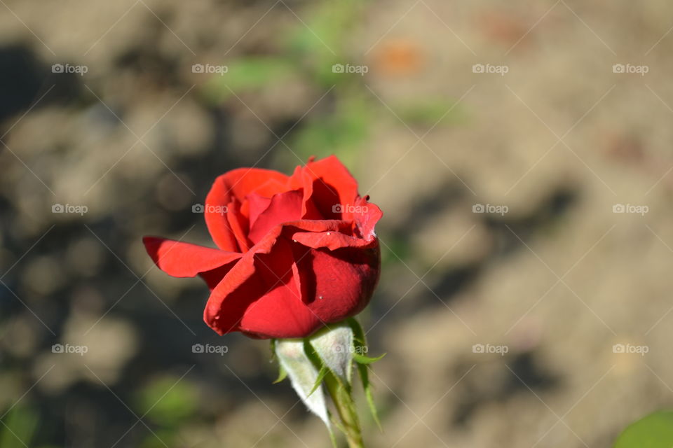 beautiful red rose