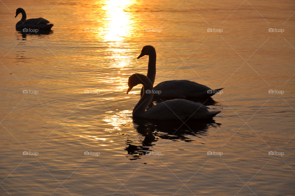 sunrise silhouettes