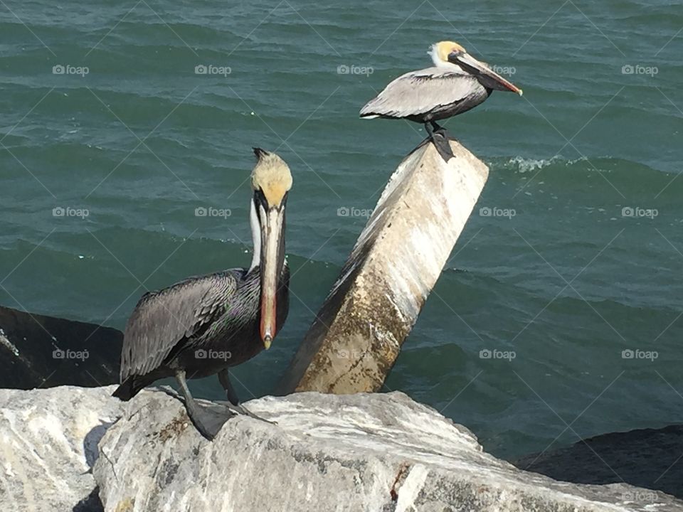 Pair of Pelicans 