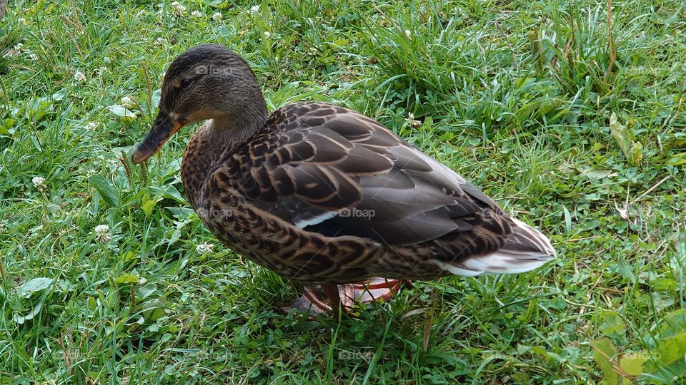 I think how to show you Russia. Duck on the shore of the lake. Saint-Petersburg, Russia