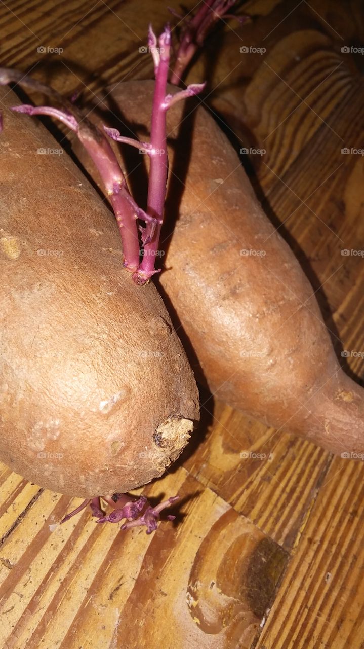 Growing Seet Potatoes...