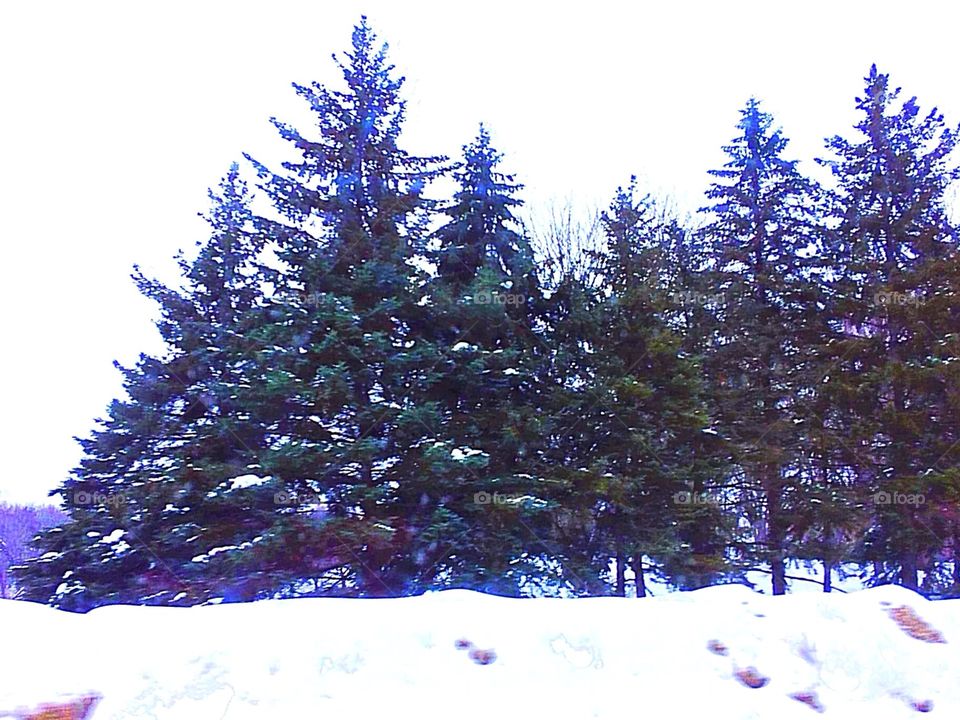 Winter/ Spruce trees