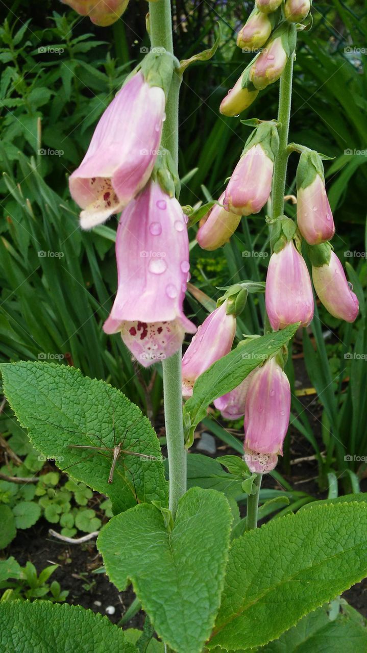 spring. flowers. beauty