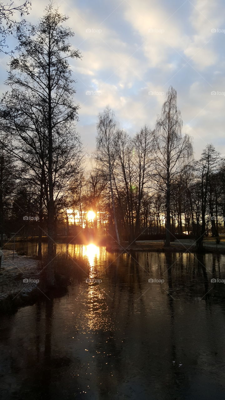 sunset over trees