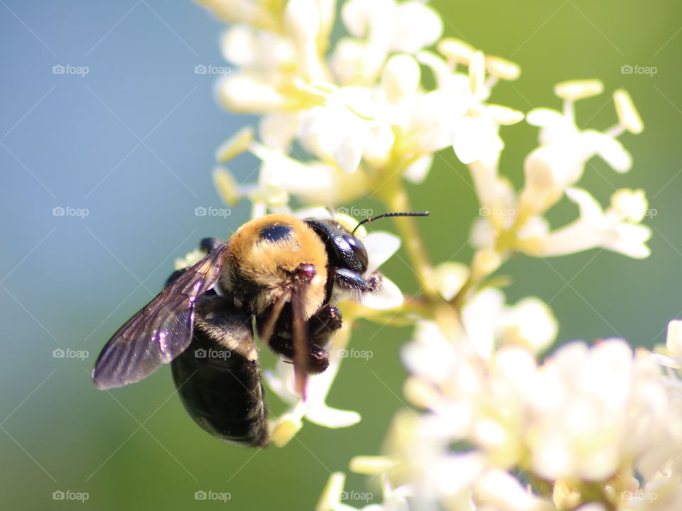 Closeup bee on flowers