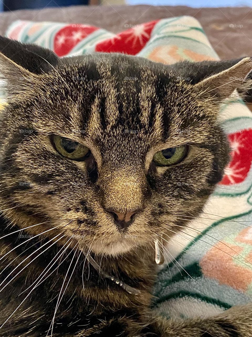 A brown tabby cat with a strand of drool hanging from her mouth