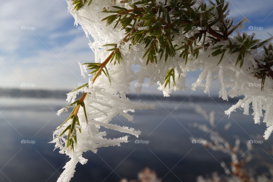 Close-up of snowy branch