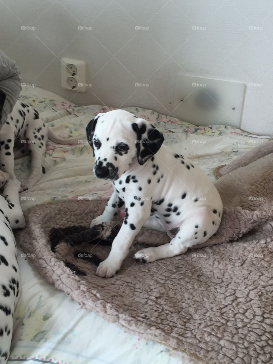 Black and white puppy