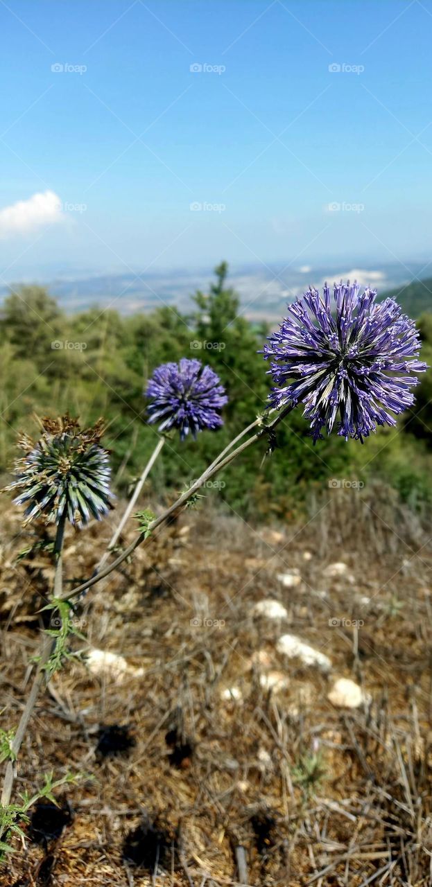 Echinops ritro