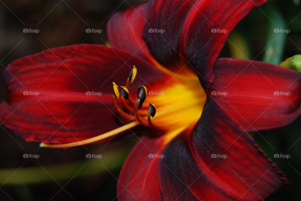 Extreme close-up day lily