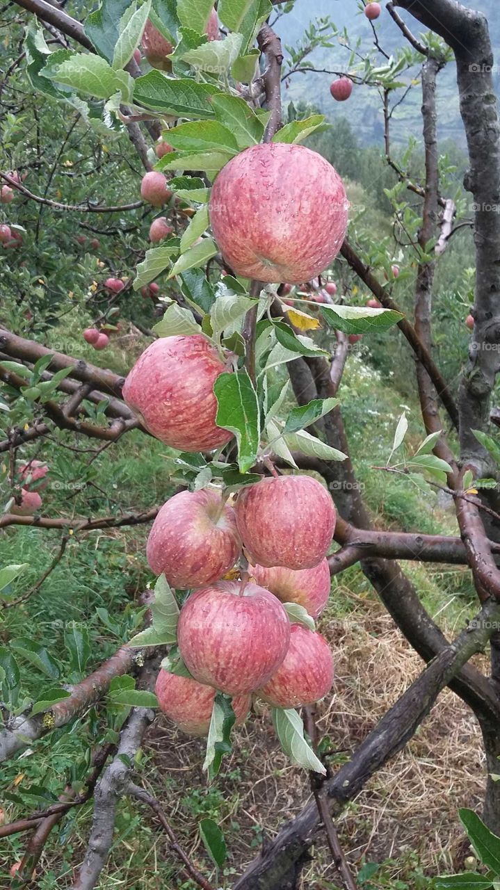 apple himachal pardesh indiya
