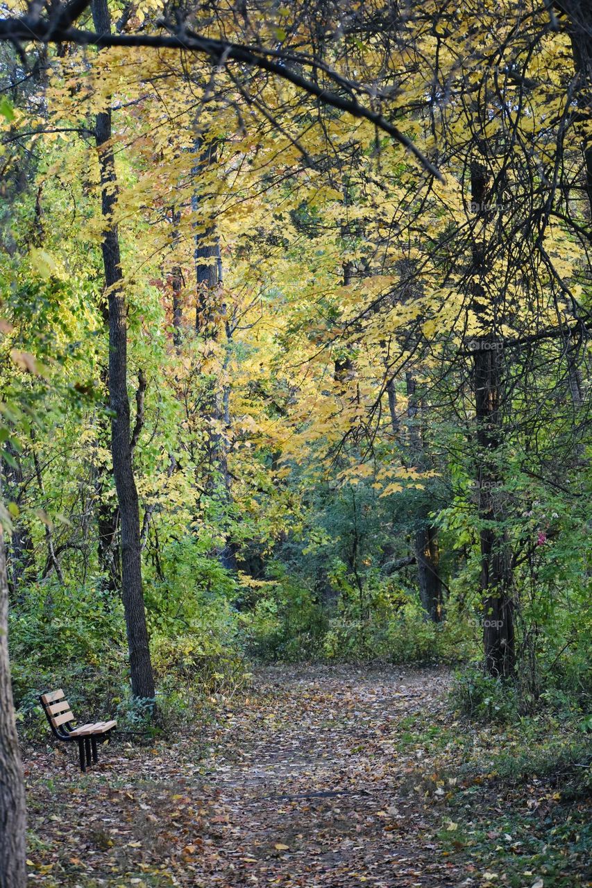 A bench along a path in the fall colored forest