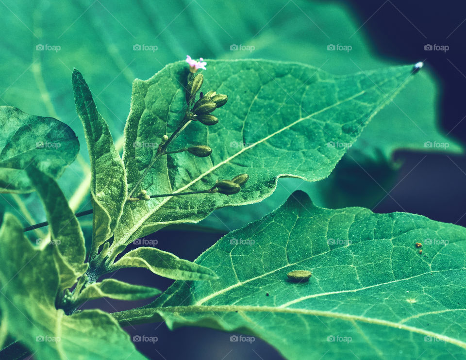 natural beauty- cool v leaf