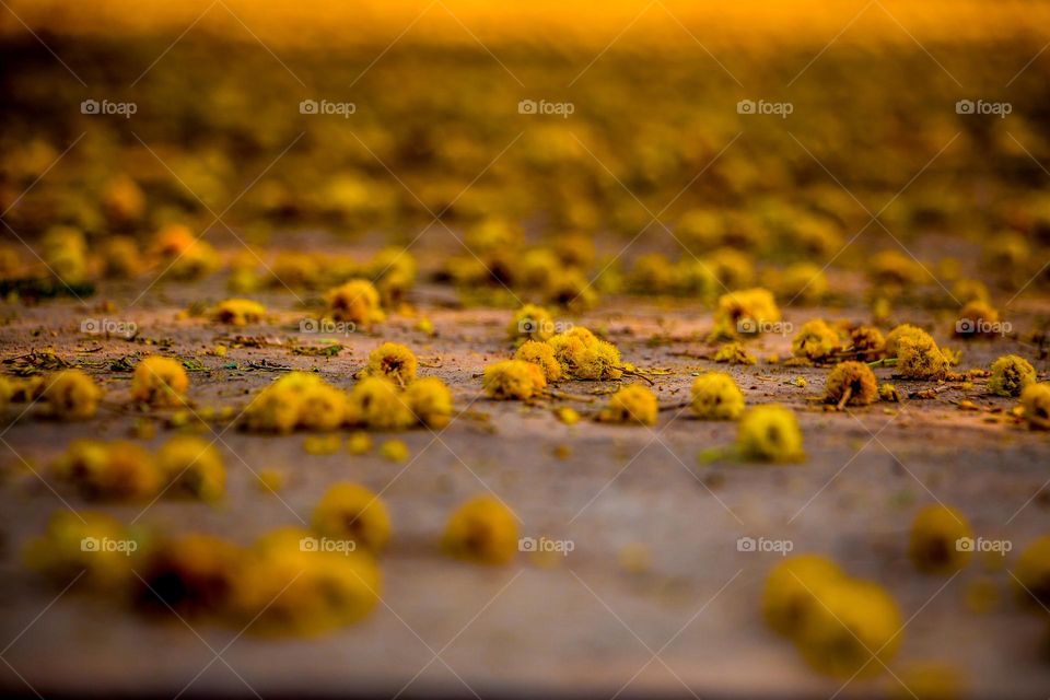 Tree Flower fall  and give us lesson that never lose hope  because new life is start better than first life