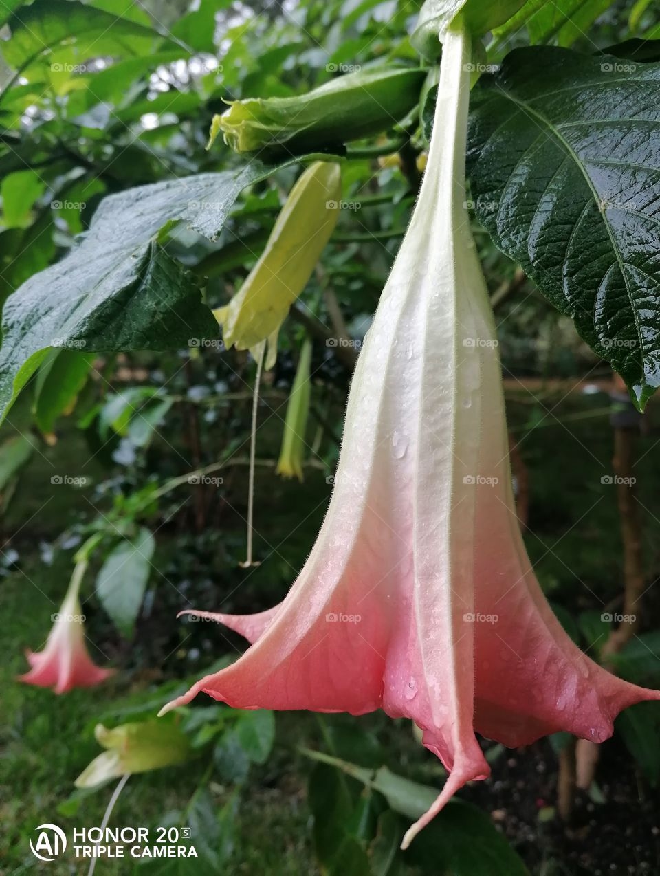 Brugmansia rosea fragrant is a powerful, very beautiful, luxuriantly flowering plant from the Solanaceae family.