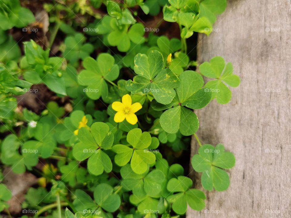 Yellow in the center