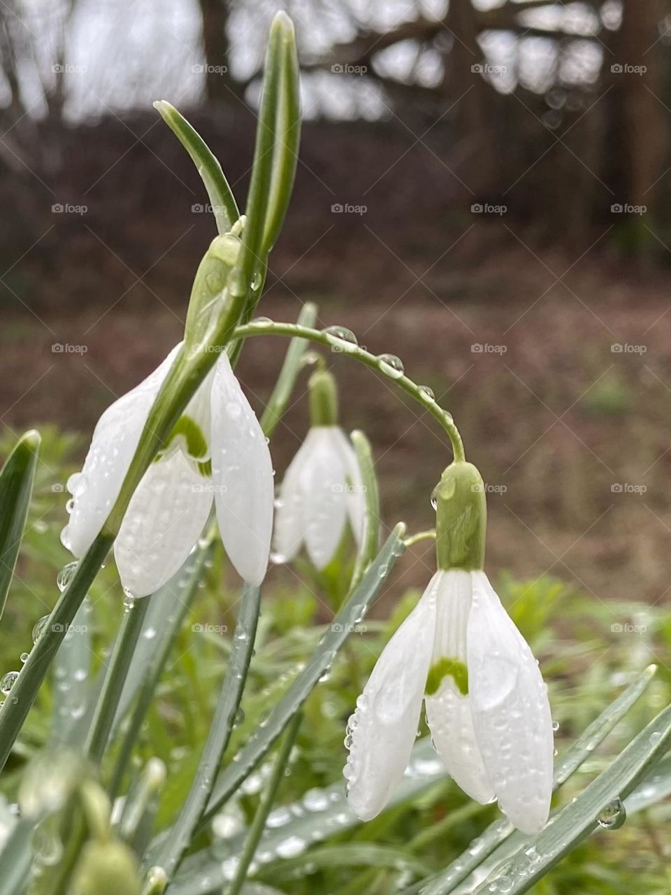 Snowdrop