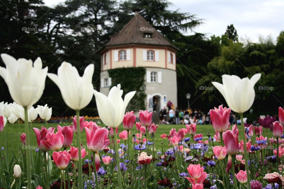 beautiful floral splendor