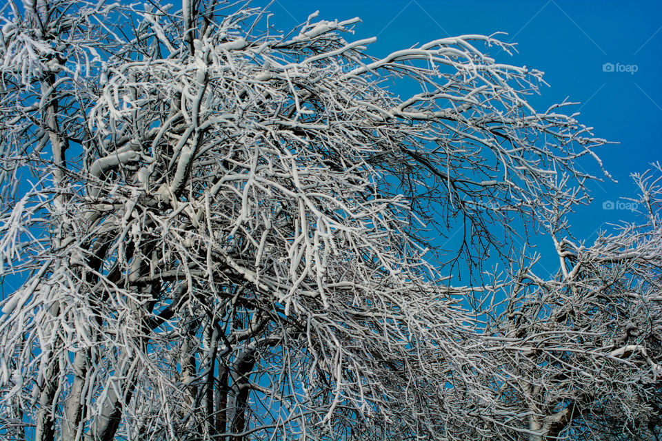 icy trees