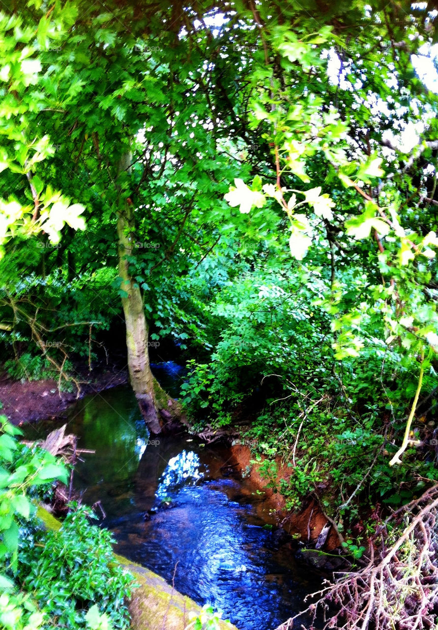 green plants nature trees by binkyboo