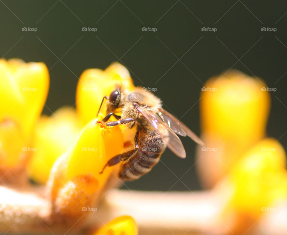 flower macro insect bee by kshapley