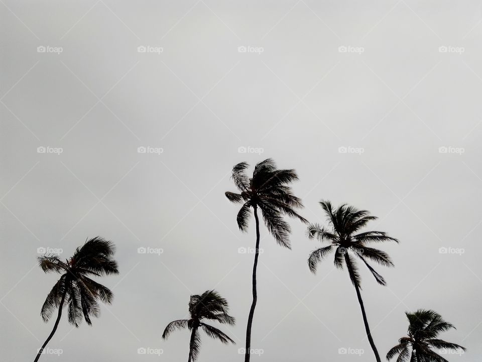 coconut trees