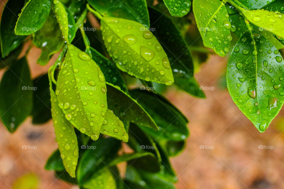 Rain drops on the green leaves 