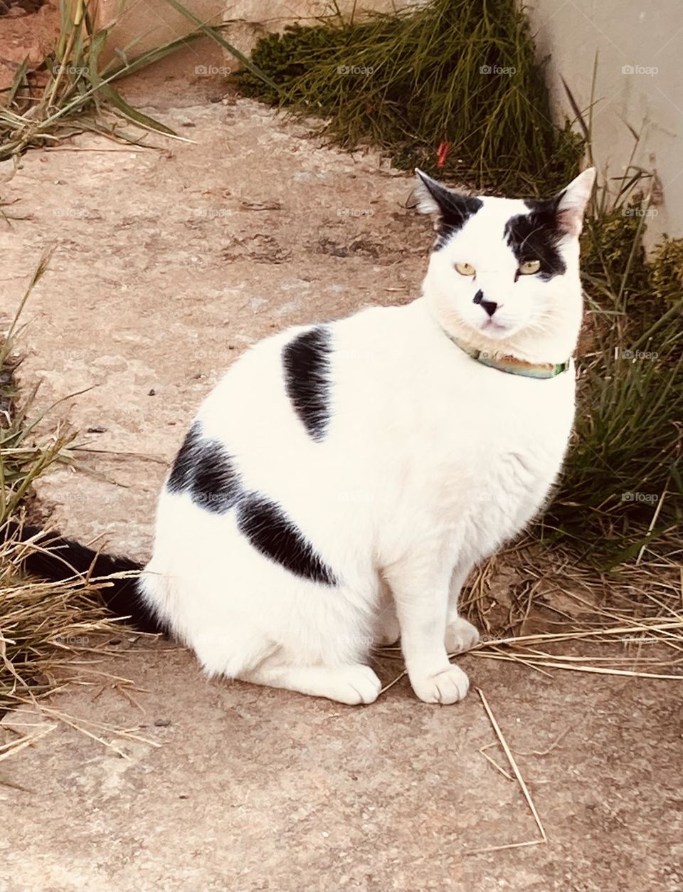 Rapaz… esse gato que apareceu por aqui deve estar vivendo numa boa. Olhe como está gordo!
Não dá para falar que o “pasto” está bom pois não é gado, mas que ele deve viver em berço de ouro…
É hora de exercitar!