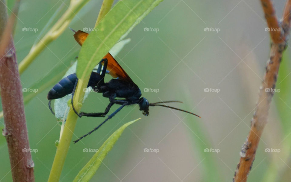 Tarantula hawk