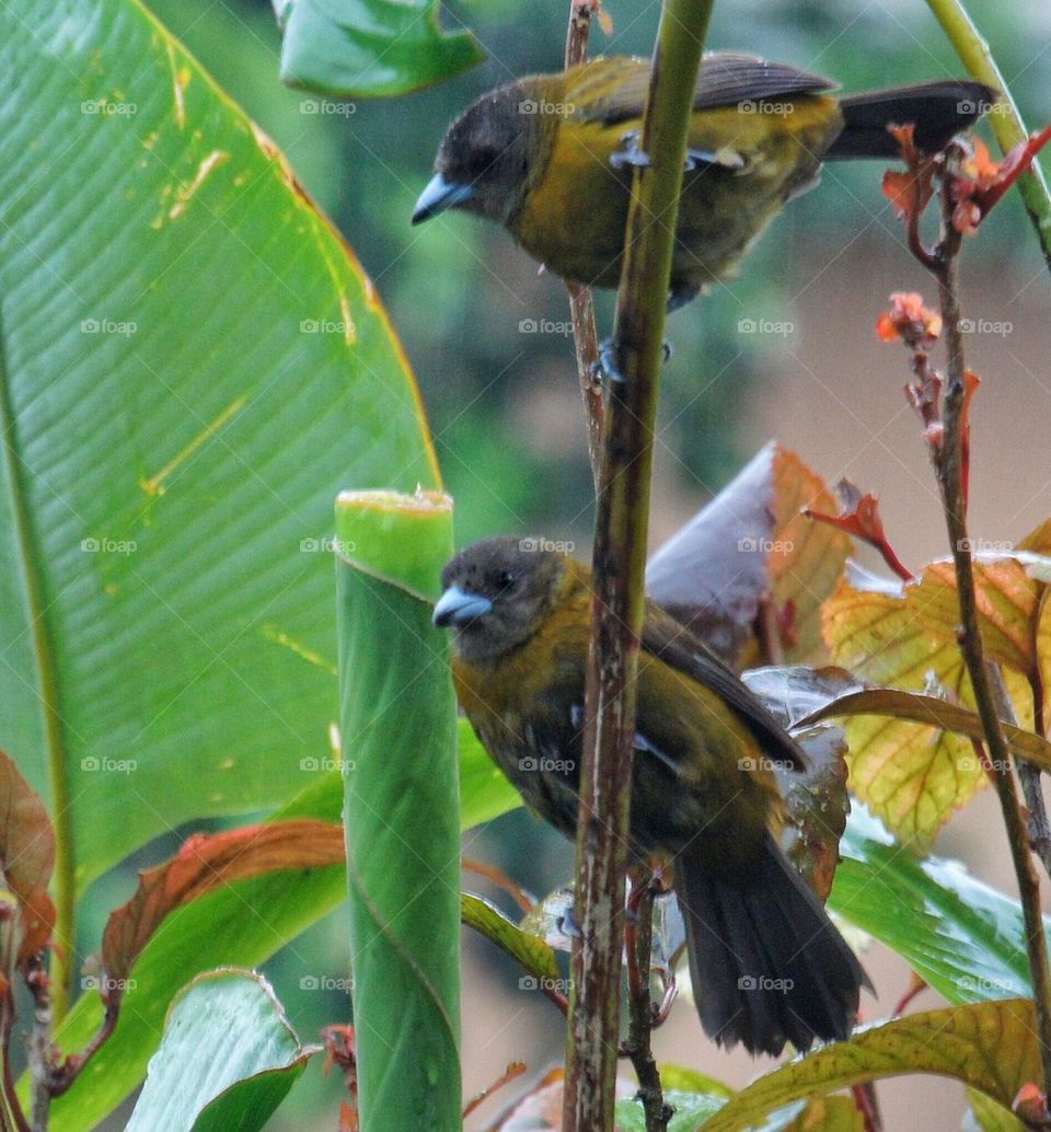 Birds perching on tree branch