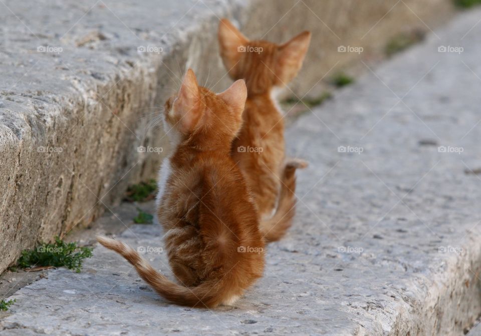 Rear view of domestic cats